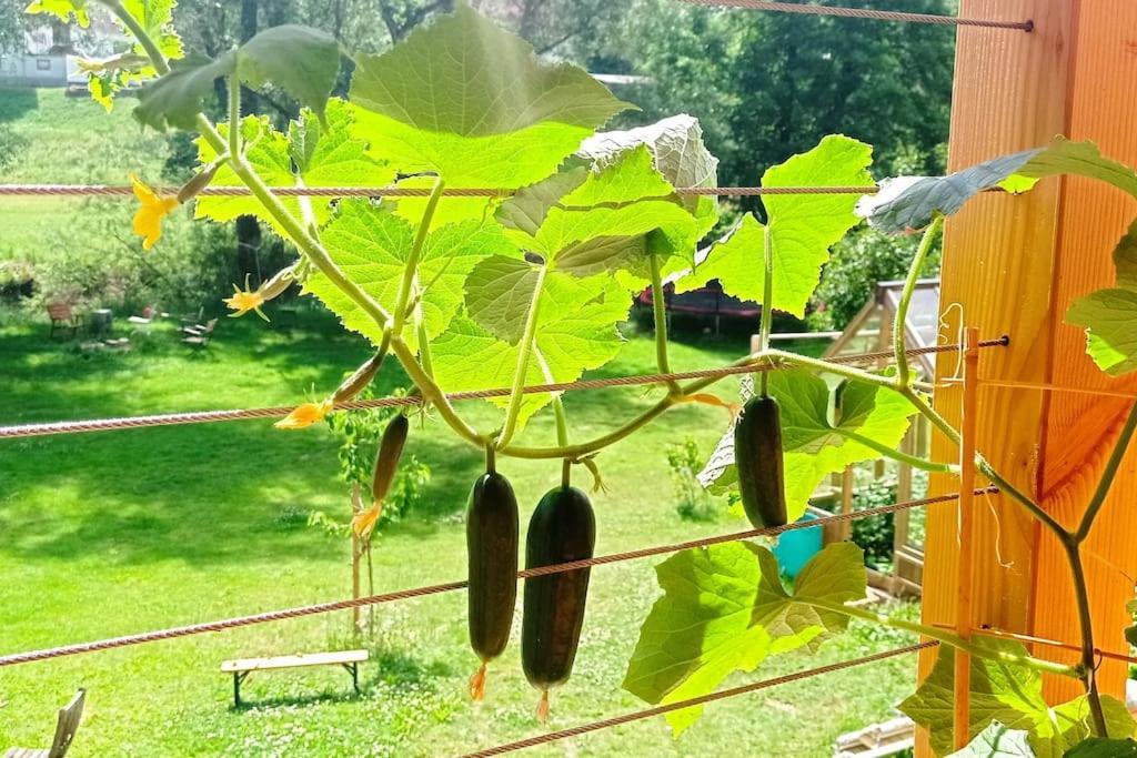 Ferienglueck Im Schwarzwald Apartment Zimmern ob Rottweil Luaran gambar